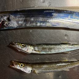 タチウオ