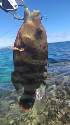 ミツバモチノウオの釣果