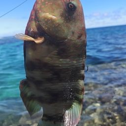 ミツバモチノウオ