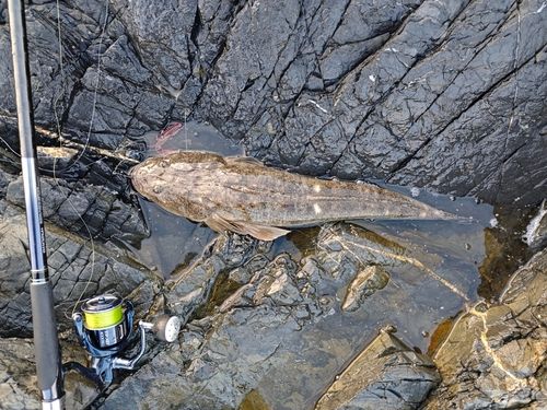 マゴチの釣果