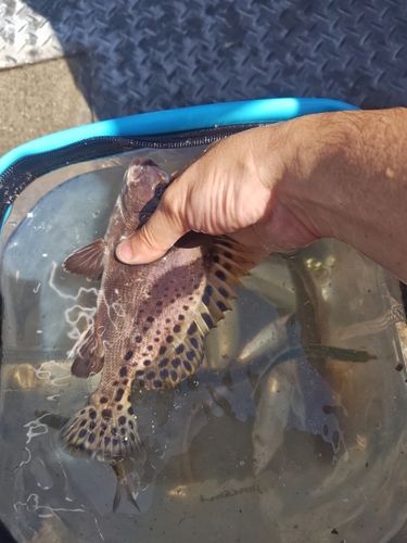 カタクチイワシの釣果