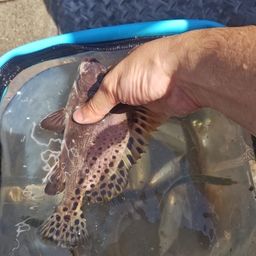 カタクチイワシ