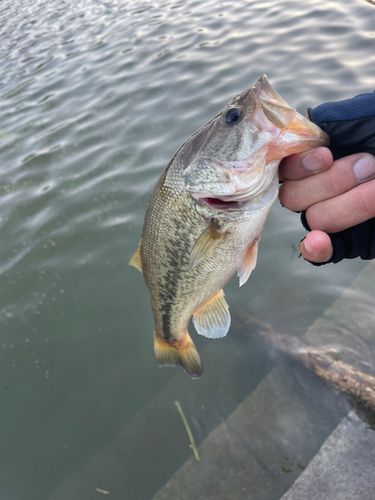 相模湖公園前