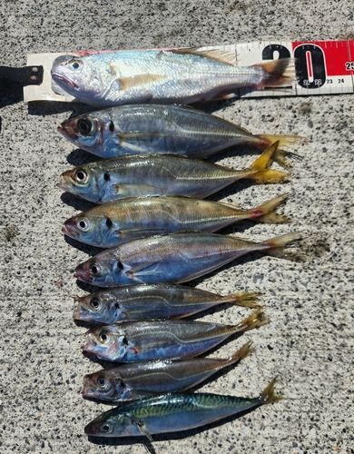 アジの釣果