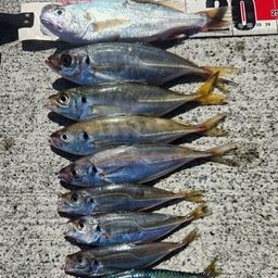 アジ