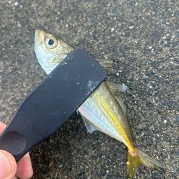 アジ