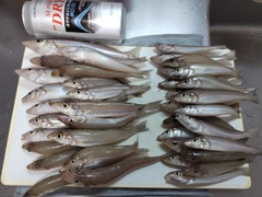 キスの釣果