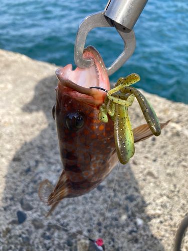 キジハタの釣果