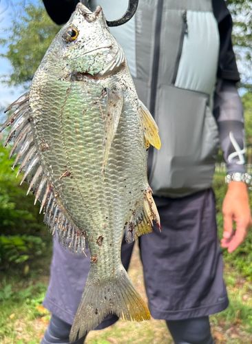 キビレの釣果
