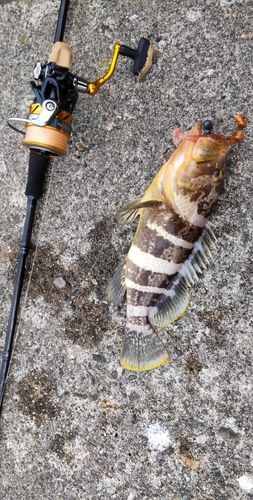 釣果
