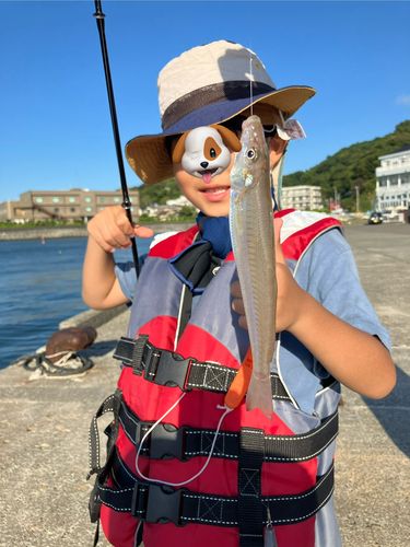 シロギスの釣果