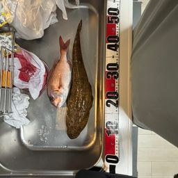 マゴチ