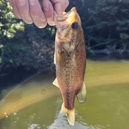 ブラックバス