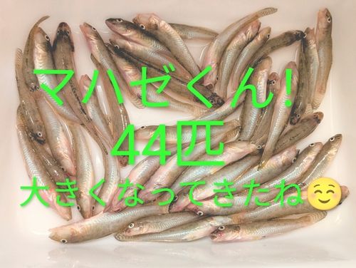マハゼの釣果