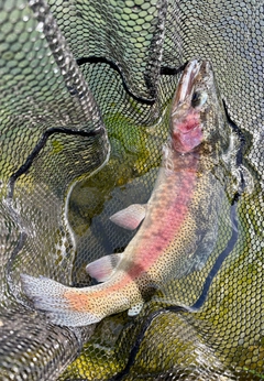 ニジマスの釣果