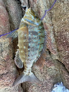 タマンの釣果