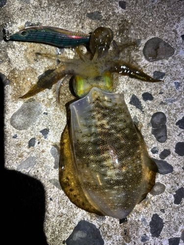 アオリイカの釣果