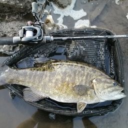 スモールマウスバス