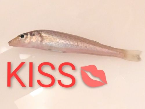 キスの釣果