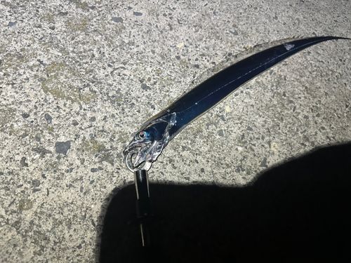 タチウオの釣果