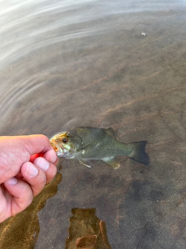スモールマウスバスの釣果