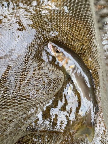 アユの釣果