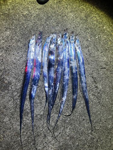 タチウオの釣果