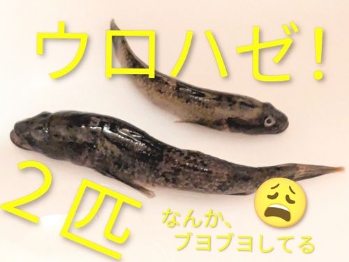 ウロハゼの釣果