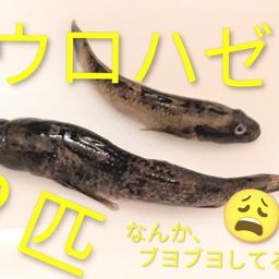 ウロハゼ