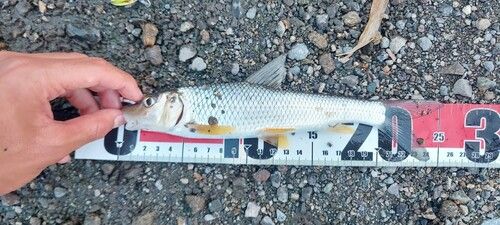 ニゴイの釣果