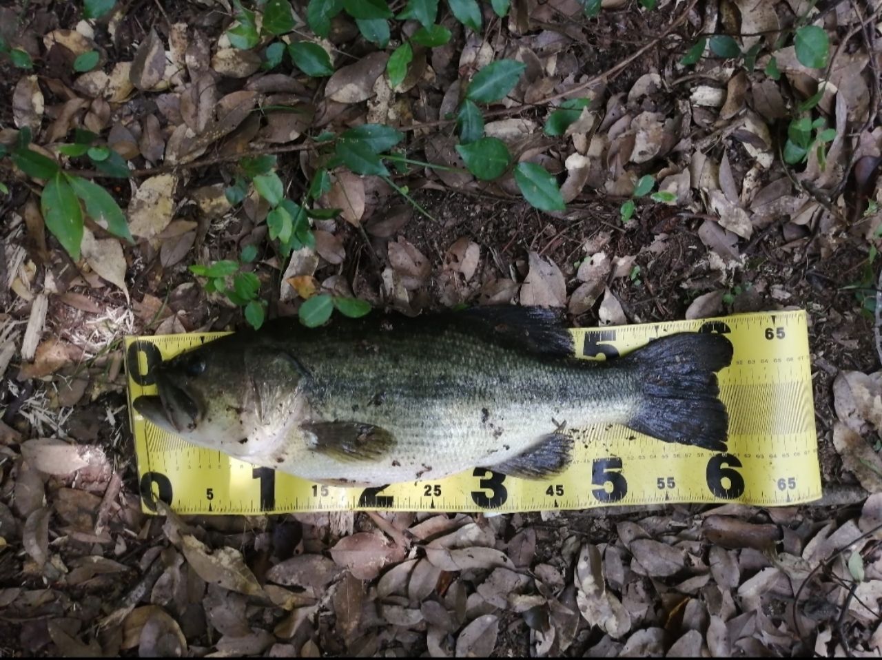 ラージマウスバス