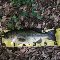 ラージマウスバス