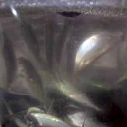 アジ