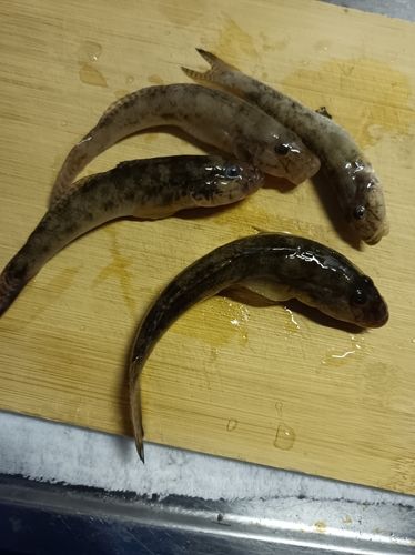 ハゼの釣果