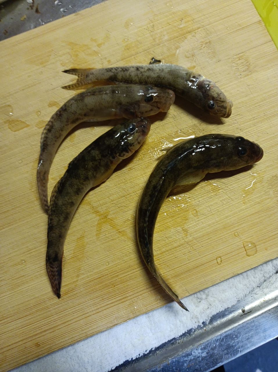 ハゼ