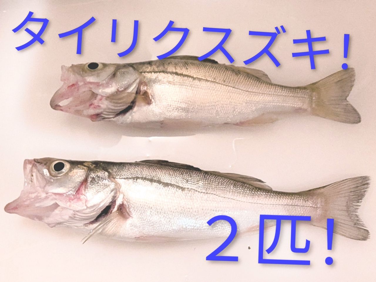 セイゴ（タイリクスズキ）