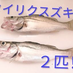 セイゴ（タイリクスズキ）