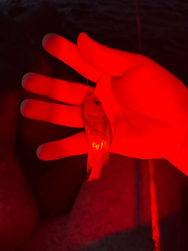 セイゴ（マルスズキ）の釣果