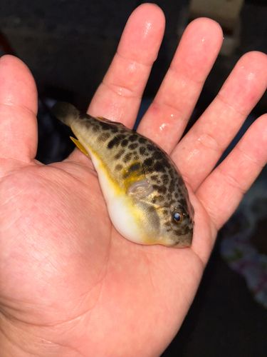 フグの釣果