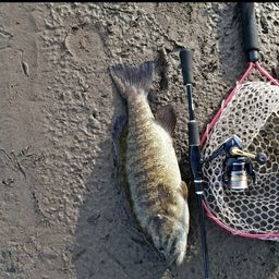 スモールマウスバス