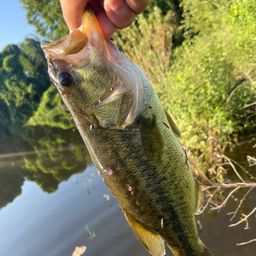 ラージマウスバス