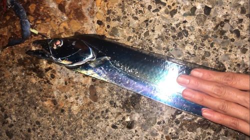 タチウオの釣果