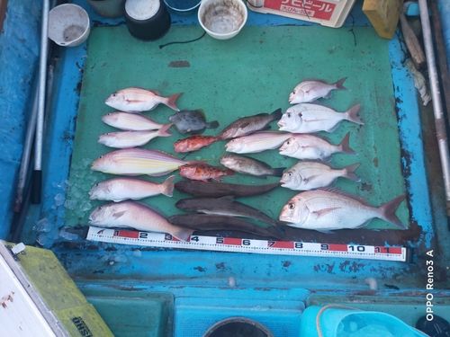 シロアマダイの釣果