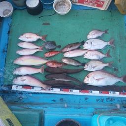 シロアマダイ