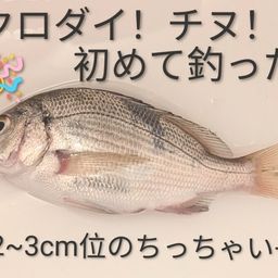 チヌ