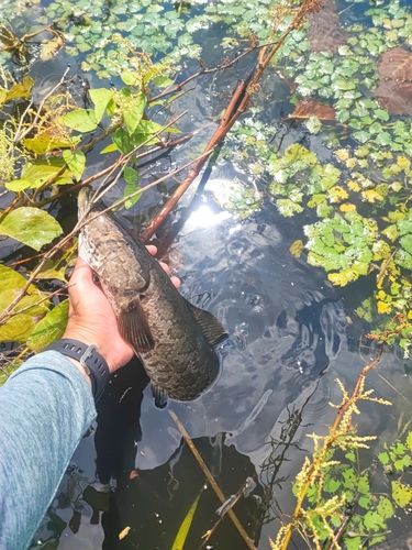ライギョの釣果