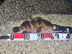 キジハタの釣果