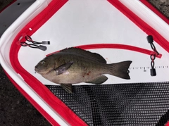 グレの釣果
