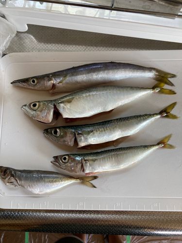 カマスの釣果