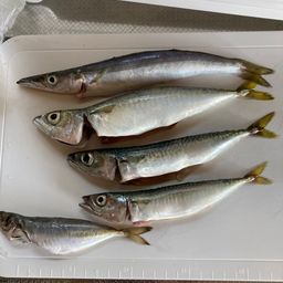 カマス
